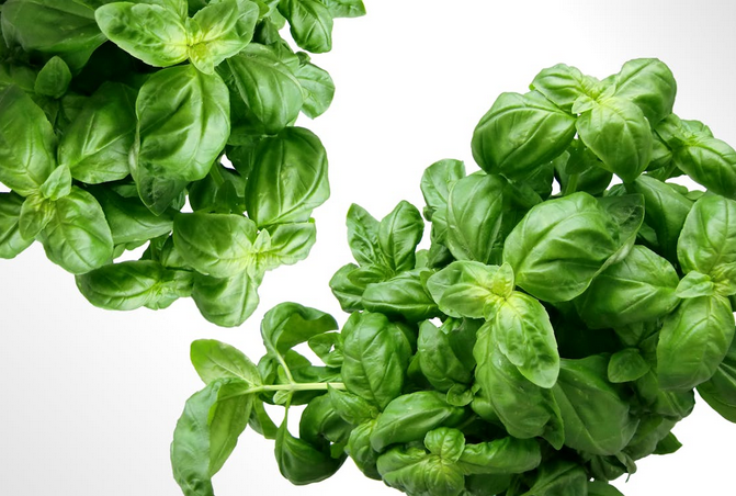 basil