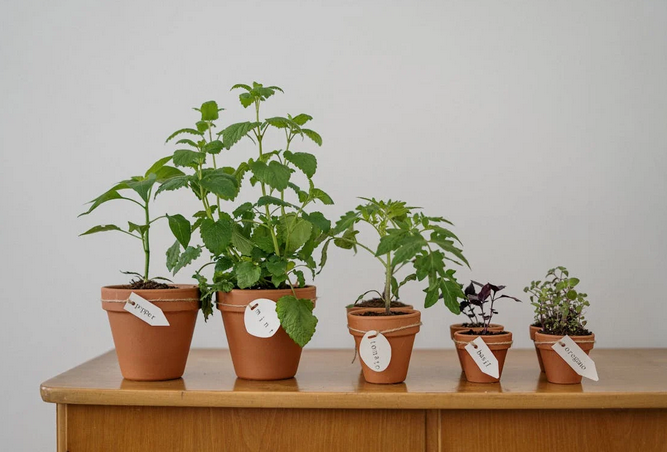 herb garden